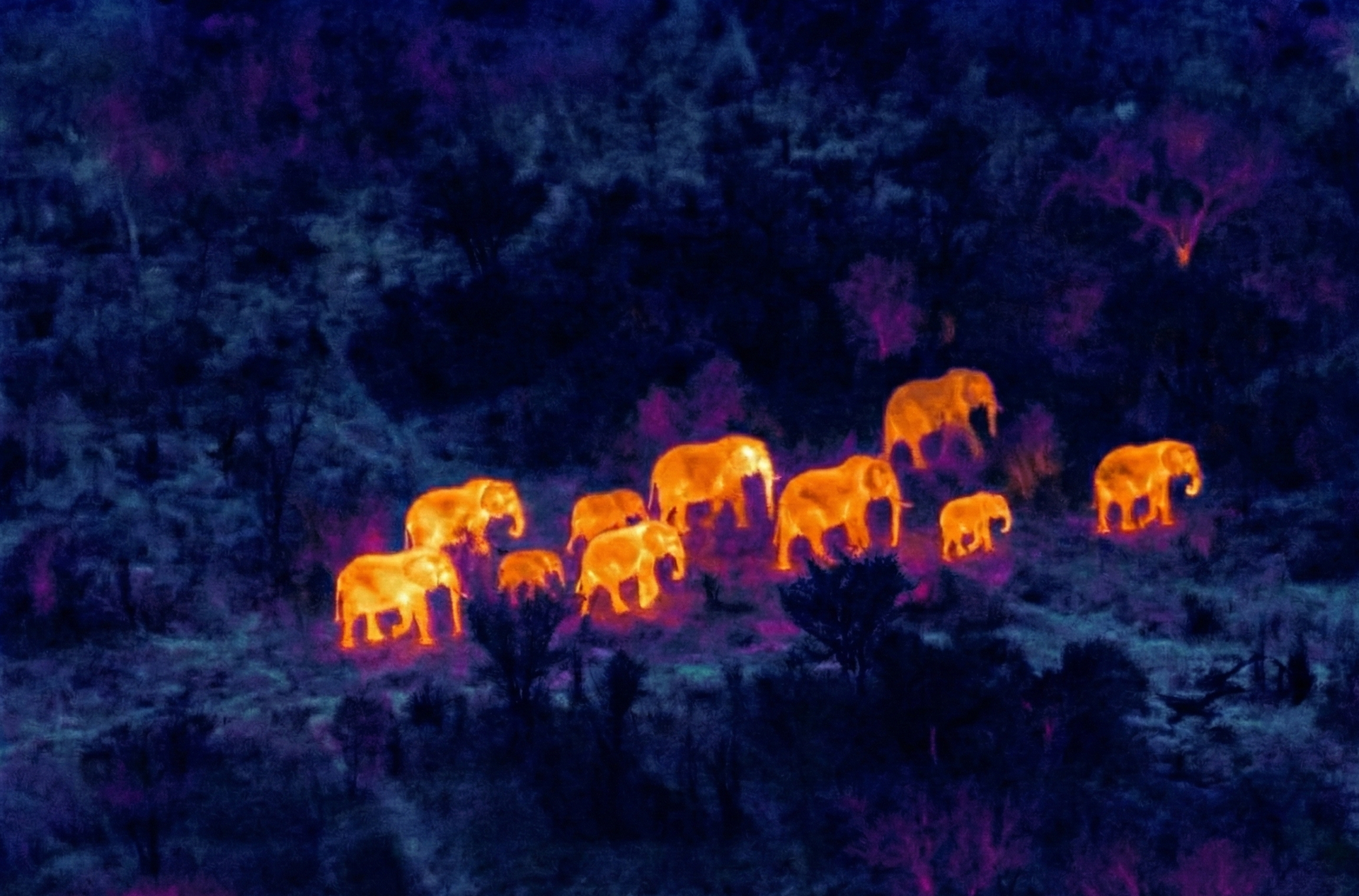 Wildlife monitoring with thermal imaging