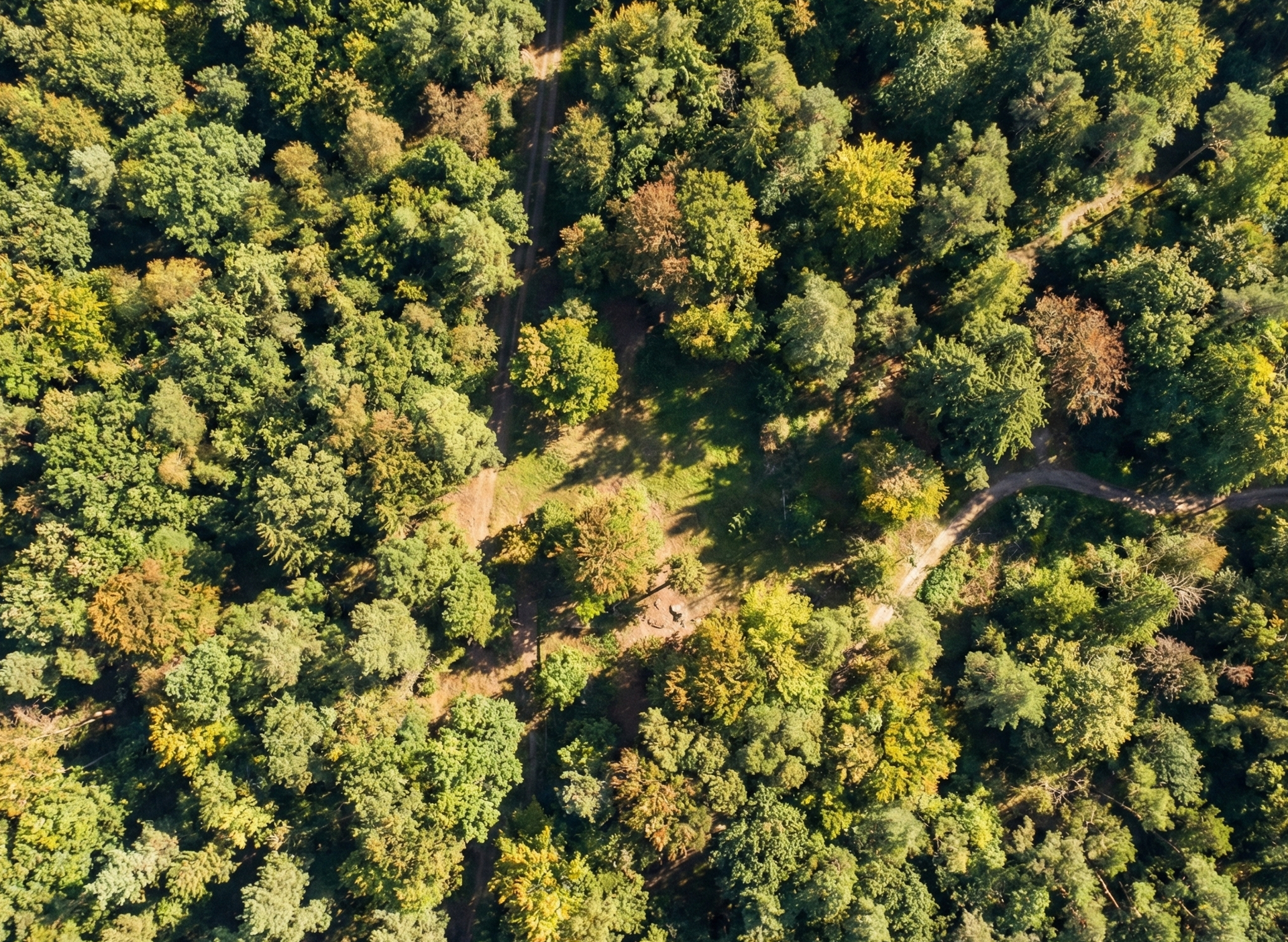 Health monitoring of forest canopy